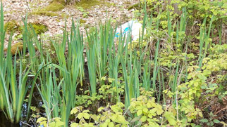 Sumpf-Schwertlilie, iris pseudacorus, Foto: ©KBenedickt