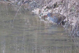 Wasserralle, rallus aquaticus, Foto: ©KBenedickt