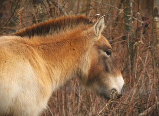 Przewalskipferd (equus przewalskii), Foto:©BStribrny