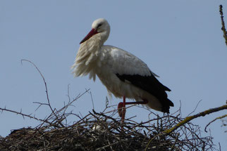 Weißstorch ciconia ciconia, Foto: ©KBenedickt