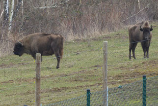 Europäischer Flachlandwisent, Foto:©DArndt