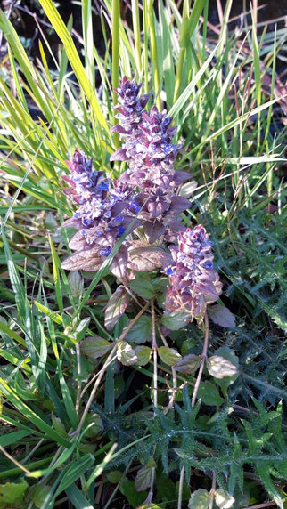 Kriech Günsel, ajuga reptans , Foto: ©KBenedickt