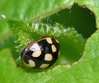 Vierzehnpunkt-Marienkäfer, propylea quatuordecimpunctata, Foto: ©Hschwarting