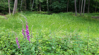 Teich mit Krebsschere, Foto: ©KBenedickt