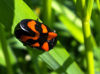 Blutzikade, cercopis vulnerata, Foto: ©FWolf 