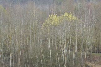 Blühende Reifweide (salix daphnoides), Foto: ©KBenedickt