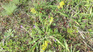 Echtes Wiesen-Labkraut (galium verum)