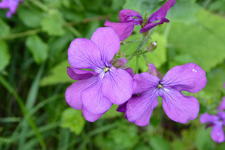 Silberblatt, lunaria annua, Foto: ©KBenedickt