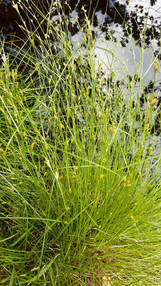 Winkel-Segge, carex remota, Foto: ©KBenedickt