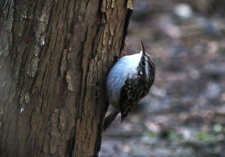 Waldbaumläufer, certhia familiaris, Foto: ©BStribrny