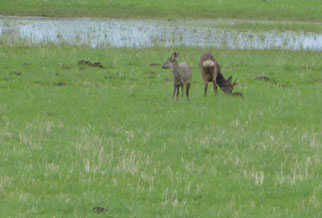 Rehe, capreolus capreolus, Foto: ©KBenedickt 