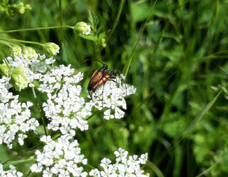 1 schwarzspitziger Halsbock, corymbia fulva , Foto: ©KBenedickt