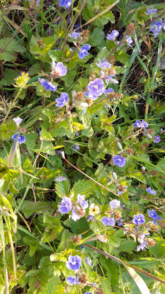 Gamander Ehrenrpeis, veronica chamaedrys , Foto: ©KBenedickt