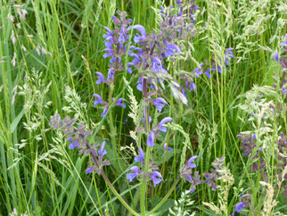 Wiesensalbei, salvia pratensis