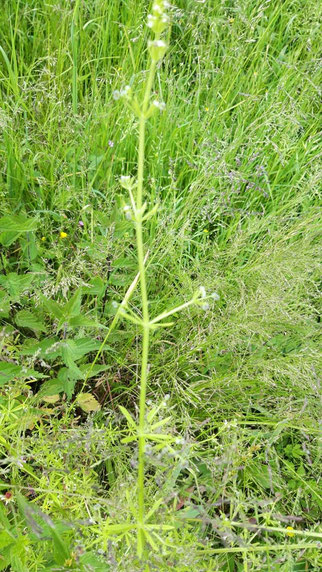 Echte Sternmiere, stellaria holostea,Foto: ©KBenedickt