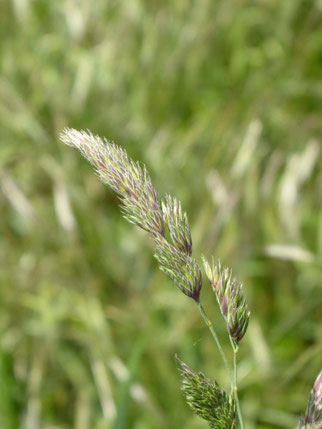 Wiesenknäuelgras, dactylis glomerata, Foto: ©KBenedickt