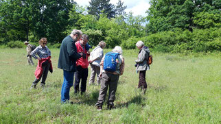 Findet das Sand-Zwerggras, Foto: ©KBenedickt