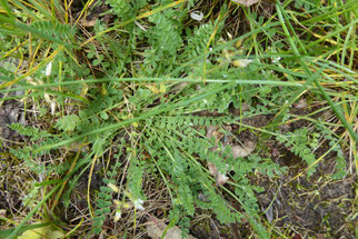 Kleiner Vogelfuss, ornithopus perpusillus, Foto: ©KBenedickt