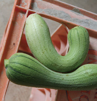 家の前のアーテイ(家庭菜園)では、季節毎に様々な野菜が育てられている