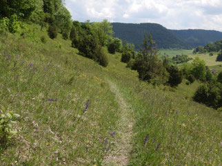 Wacholderheide Dürrental - Bild BNAN