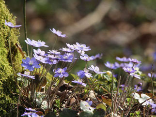 Leberblümchen - Bild NABU/ew