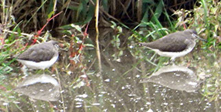 Waldwasserläufer, Foto: Horst Schlüter