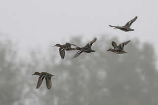 Krickenten, Foto: Volker Herdtle