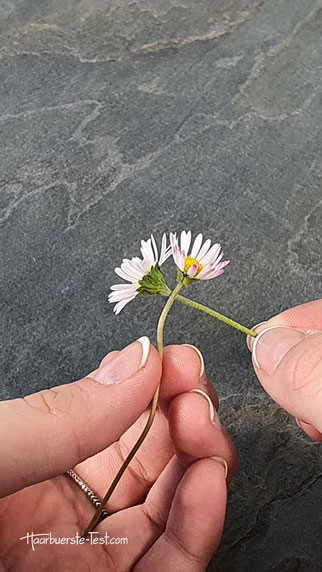 gänseblümchen kranz binden