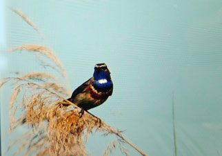 Vogel mit blauer Brust und weißem Stern darauf hockt auf einem Schilfhalm
