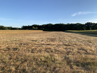 Gelbbraune gemähte Grasfläche, im Hintergrund Wald