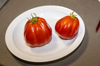 Tomate "Liguria" (Foto: B. Budig)