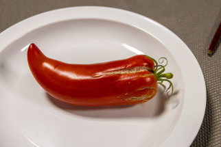 Tomate "Rotes Andenhorn" (Foto: B. Budig)