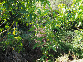 土マンゴー　2025/10/18