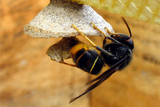 Asiat. Hornisse beim Nestbau - Foto: Francis Ithurburu (CC BY-SA 3.0)