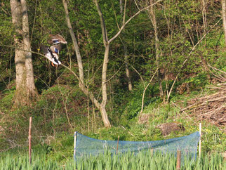 Amphibienschutz am Steuchenteich - Foto: A.Brodbeck/NABU Metz.