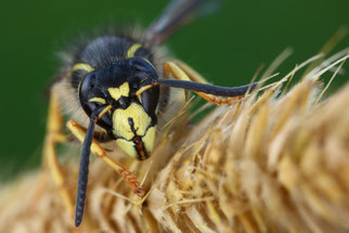Wespe - Foto: Frank Derer/NABU