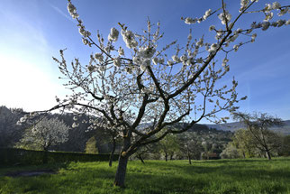 Frühling am Falkenberg - Foto: D.Eberhardt/NABU Metzingen