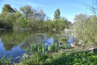 Schmiedstobelsee - Foto: D.Eberhardt/NABU Metzingen