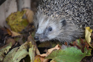 Igel auf Futtersuche - Foto: Waltraud Hoyer/NABU Metzingen
