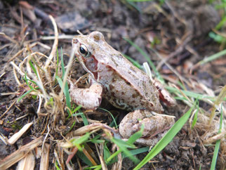 Grasfrosch am Steuchenteich - Foto: A.Brodbeck/NABU Metzingen
