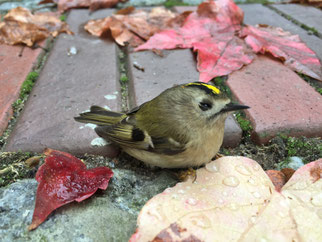 Wintergoldhähnchen nach Glasanflug - Foto: Oliver Nega/NABU