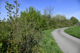 Hecke Postweg im Frühjahr - Foto: D.Eberhardt/NABU Metzingen