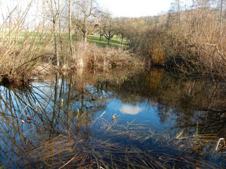 Bebenholz im Januar - Foto: Albert Brodbeck/NABU Metzingen