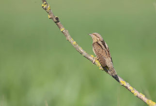 Einer der Altvögel (Foto: D. Petrak)