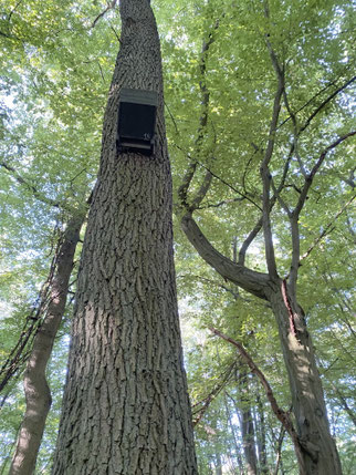 Der KFledermauskasten mit der Kleinabendsegler- Wochenstube (Foto: R. Gille)