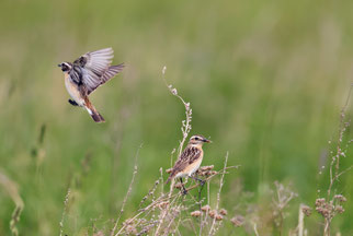 Fütternde Braunkehlchen (Foto: D. Petrak)