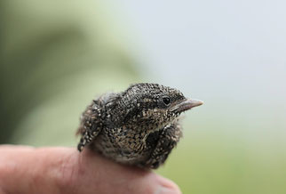 Einer der Nestlinge (Foto: D. Petrak)