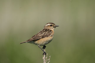 Braunkehlchen auf einer Sitzwarte (Foto: D. Petrak)