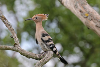 Jungvogel (Foto: D. Petrak)