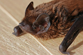 Portrait eines Kleinabendseglers (Foto: H. Gille)